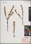 Foto von Salix fragilis L.